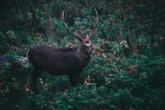 Sikawild in Brandenburg: Staatssekretär Beyer im Interview zur „invasiven Art“