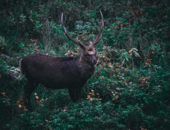 Sikawild in Brandenburg: Staatssekretär Beyer im Interview zur „invasiven Art“