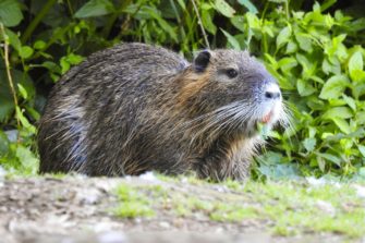 Nutria: Deutschland kämpft mit Verbreitung der Biberratte