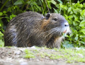Nutria: Deutschland kämpft mit Verbreitung der Biberratte