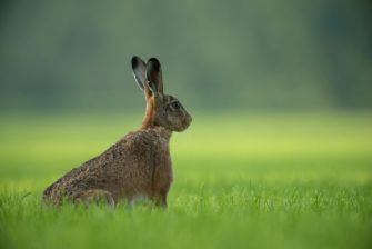 Tierseuche Deutschland: Aggressive Kaninchenpest breitet sich in Schleswig-Holstein aus