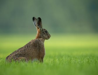 Tierseuche Deutschland: Aggressive Kaninchenpest breitet sich in Schleswig-Holstein aus