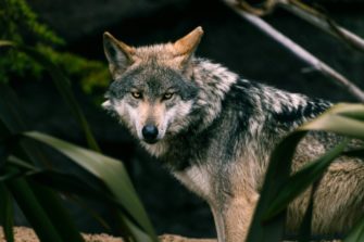 Wolf reißt mehrere Tiere in Brandenburg: Unsicherheit nach Entlassung von Beyer