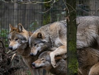 Wolfsbejagung: 19 Welpen zum Abschuss freigegeben