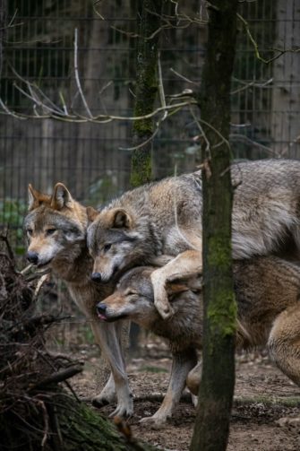 Wolfsbejagung: 19 Welpen zum Abschuss freigegeben