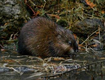 Biber in Österreich: Hunderte Nagetiere zum Abschuss frei