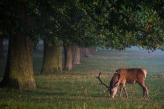 Mecklenburg-Vorpommern: Streckenergebnisse brechen ein