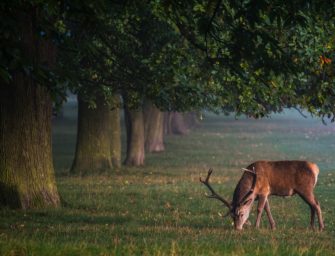 Mecklenburg-Vorpommern: Streckenergebnisse brechen ein