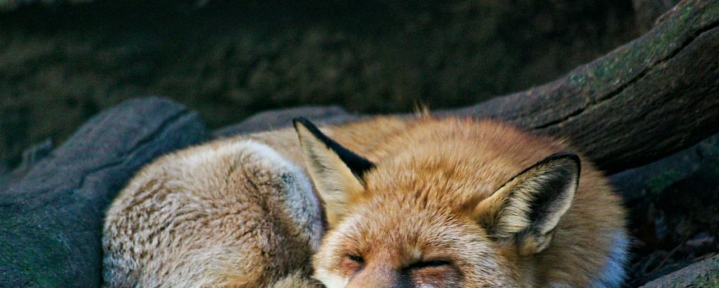 Wie alt werden Füchse? Alle Infos zum Fuchs