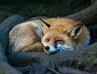 Wie alt werden Füchse? Alle Infos zum Fuchs