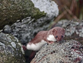 Marder sorgt für Stromausfall in Eltville und Umgebung