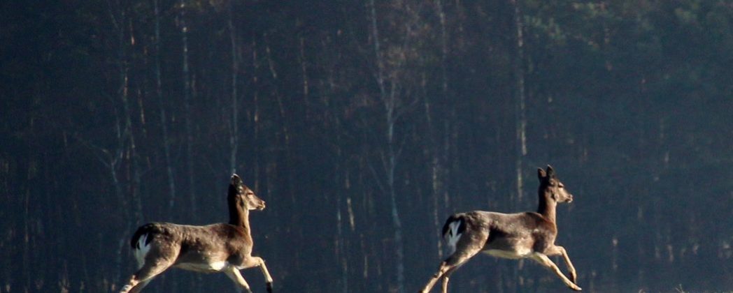 Drückjagd Definition : Was ist genau ist die Drückjagd?