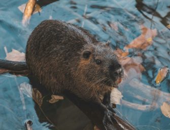 Biberdämme seit Jahren zerstört: Rentner auf frischer Tat ertappt
