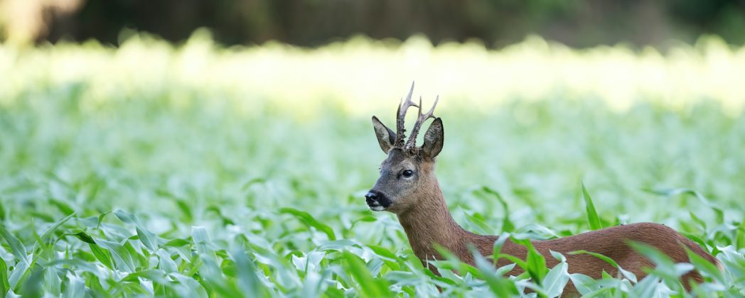 Reh, Hirsch: Unterschied zwischen den Wildarten