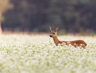 Wilderei mit Folgen: Polizei findet Waffen und Drogen bei Täter