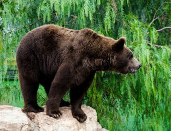 Bär in Österreich: Behörden in Oberkärnten sprechen Warnung aus