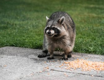 Waschbär-Plage in Baden-Württemberg: Anwohner füttern Tiere