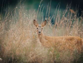 Wilderei in Welkenbach: Unbekannter Täter tötet Reh in Wildgatter