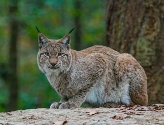 Luchs von Zug getötet: Tier stirbt kurz nach Rückkehr in die Wildnis