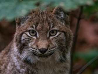 Luchs attackiert Frau: Ausgewilderte Raubkatze erschossen
