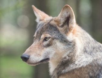 Wolf attackiert Kind (5) am Urlaubsstrand: Schock für Familie