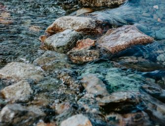 Wilderei in Neustadt-Glewe: Hirsch geköpft und in Fluss geworfen