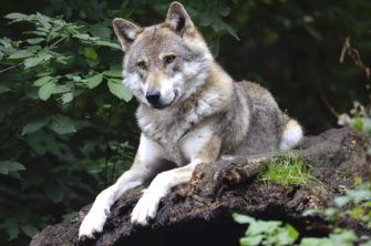 Wolf im Schwarzwald: Raubtier reißt erneut mehrere Tiere