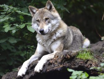 Wolf im Schwarzwald: Raubtier reißt erneut mehrere Tiere