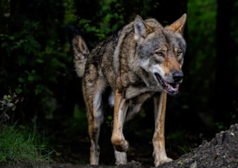 Wolf in Thüringen getötet: Polizei ermittelt