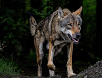 Wolf in Thüringen getötet: Polizei ermittelt