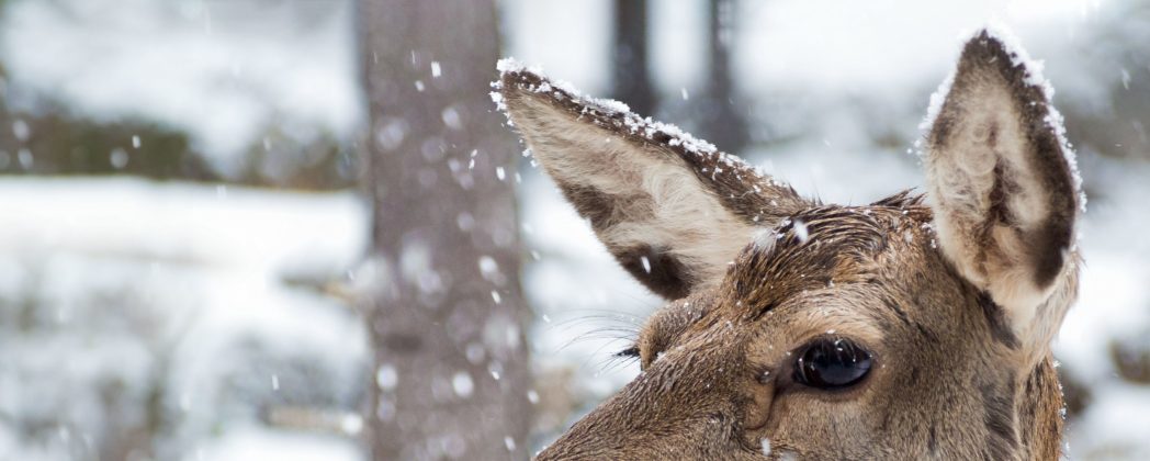 Wie Alttiere Rotwild prägen – Erkenntnisse für die Jagdpraxis