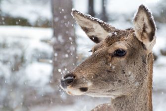 Wie Alttiere Rotwild prägen – Erkenntnisse für die Jagdpraxis