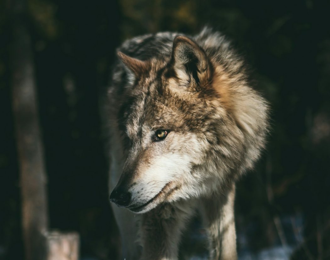 andrew-ly-iUA1cea8QiY-unsplash