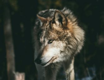 Wolf in Hamburg verfolgt Spaziergängerin mit Hund