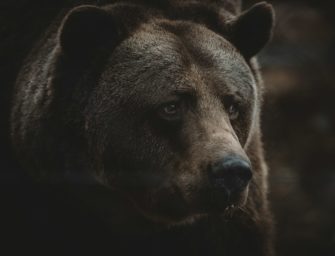 Bär tötet Senioren beim Pilzsammeln: Leiche enthauptet