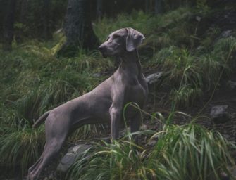 Weimaraner: Jagdhund mit Charakter im Rasseportrait