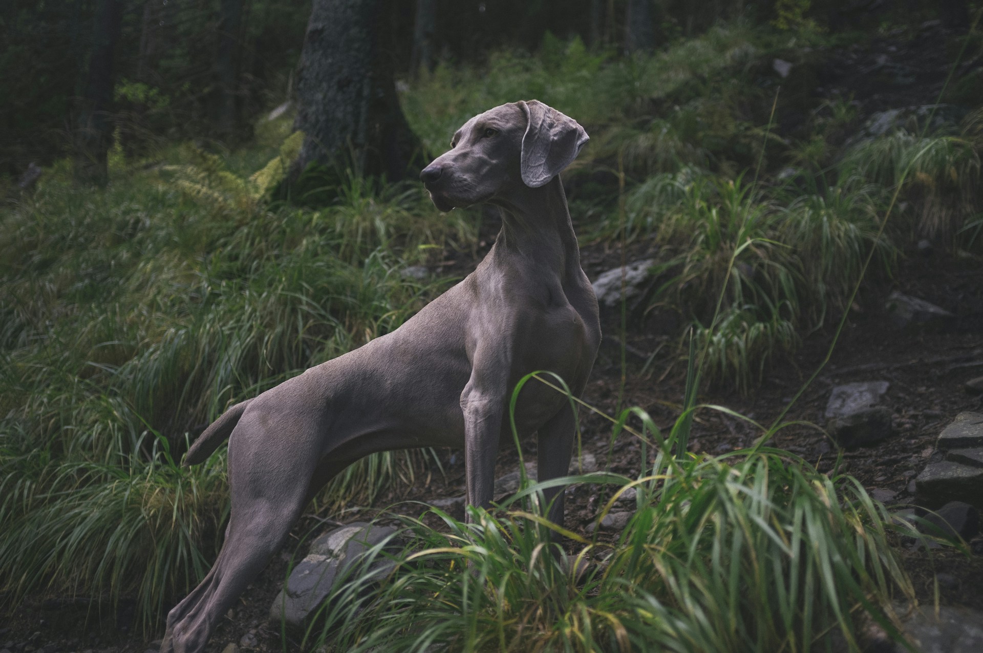 Ein Weimaraner (Jagdhund) im Wald