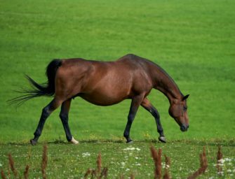 Wolfsangriff in Stade: Pferde angegriffen und getötet