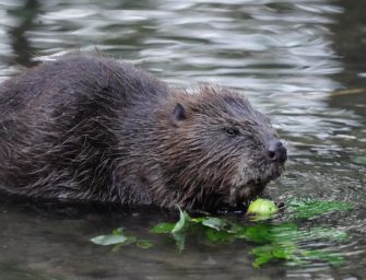 Biber sorgen für Probleme: Nager sollen nach Frankreich ziehen?