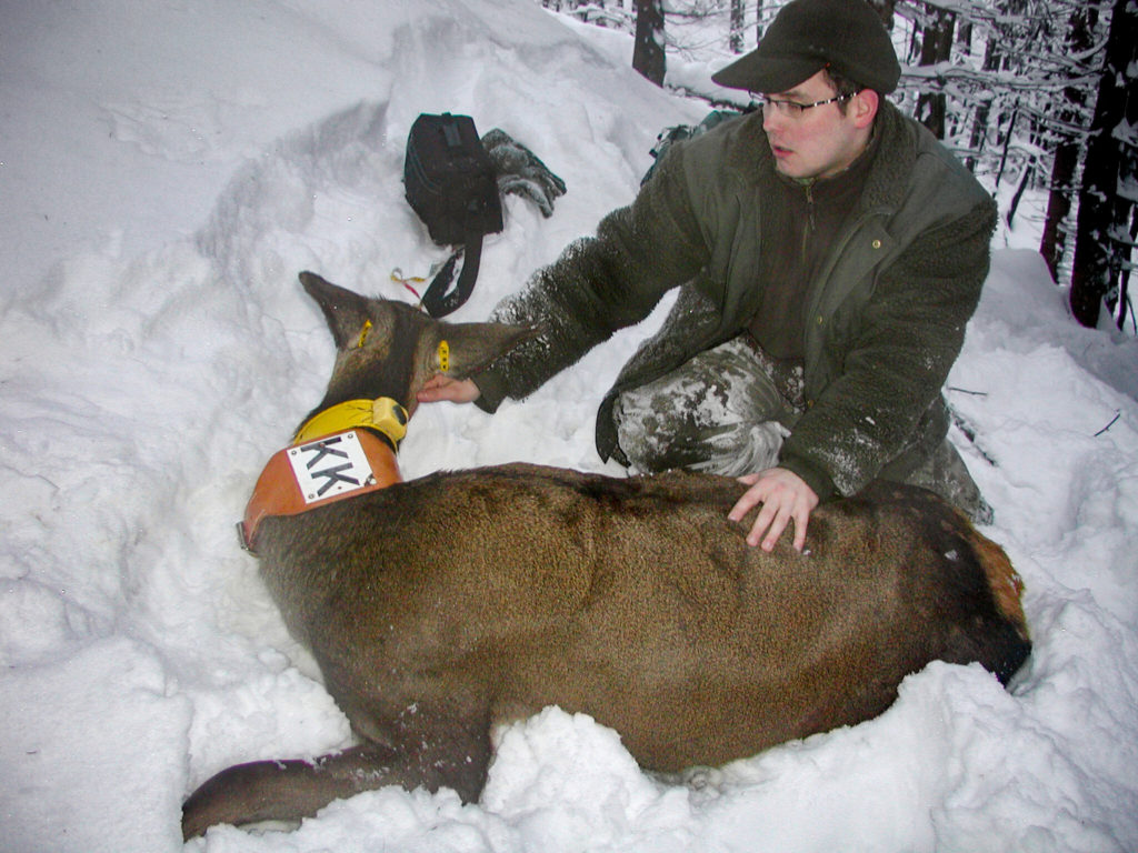 Besenderung Alttiere Rotwild