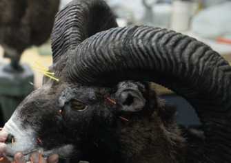 Jagdtrophäen präparieren: Interview mit einem Experten