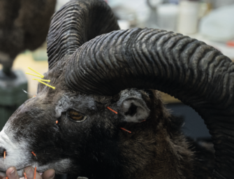 Jagdtrophäen präparieren: Interview mit einem Experten