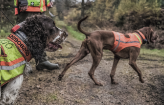 Ausrüstung für Jagdhunde: Wie man Stöberhunde schützt