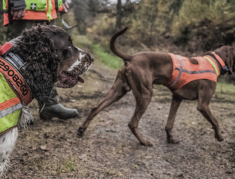 Ausrüstung für Jagdhunde: Wie man Stöberhunde schützt