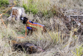 Drückjagd Nachsuche: Tipps vom Nachsuchenmeister!