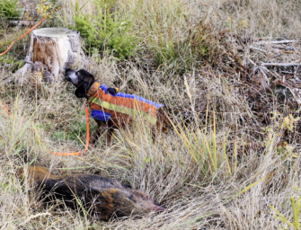 Drückjagd Nachsuche: Tipps vom Nachsuchenmeister!