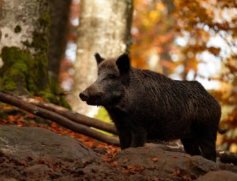 Wildunfall in Bayern: Motorradfahrer schwer verletzt