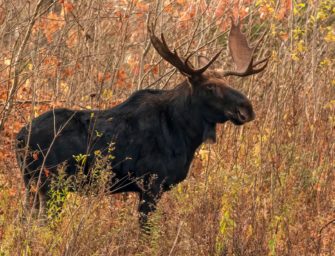 Elch rennt auf die Straße! Video von Bulle in Sachsen geht viral