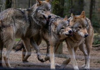 Wölfe tot gefunden: Wilderer in Sachsen unterwegs?