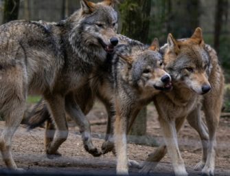 Wölfe tot gefunden: Wilderer in Sachsen unterwegs?